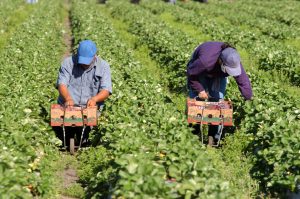 Strawberry picker migrant workers